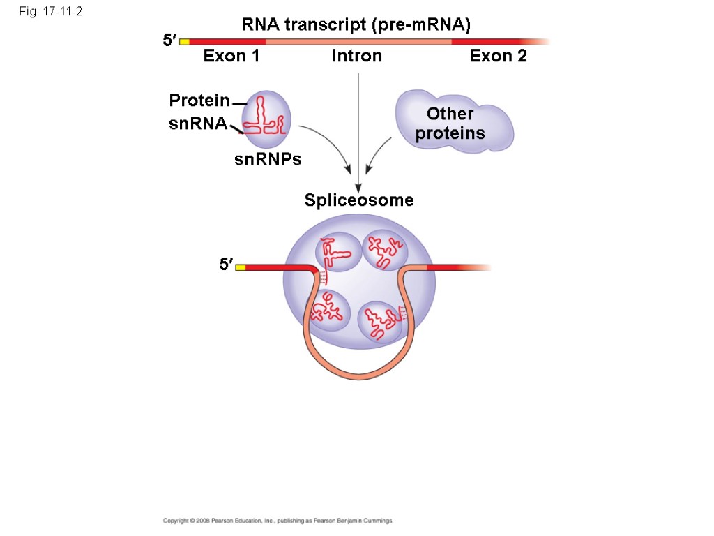Fig. 17-11-2 RNA transcript (pre-mRNA) Exon 1 Exon 2 Intron Protein snRNA snRNPs Other
